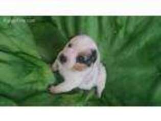 Cardigan Welsh Corgi Puppy for sale in Viola, AR, USA