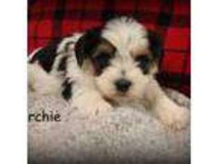 Yorkshire Terrier Puppy for sale in Catlett, VA, USA