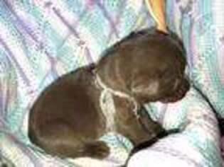 Labrador Retriever Puppy for sale in Grove City, OH, USA