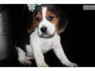 Medium Photo #1 Beagle Puppy For Sale in Jonesboro, AR, USA