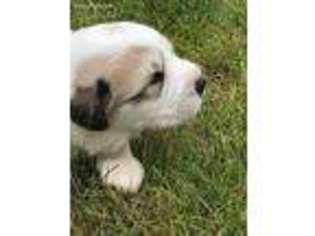Great Pyrenees Puppy for sale in Soldotna, AK, USA