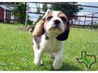 Beagle Puppy for sale in Whitewright, TX, USA
