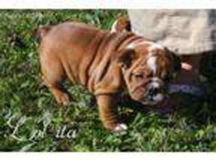 Bulldog Puppy for sale in Bernville, PA, USA