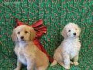 Mutt Puppy for sale in Grandview, WA, USA