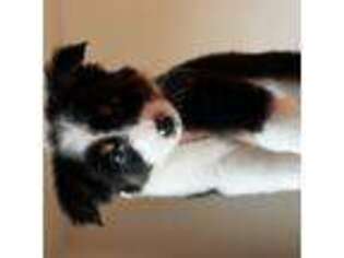 Miniature Australian Shepherd Puppy for sale in Los Angeles, CA, USA