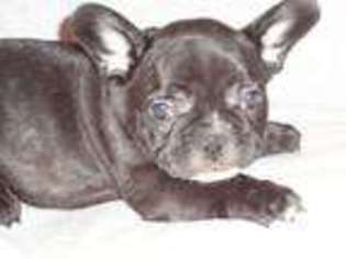 French Bulldog Puppy for sale in MYAKKA CITY, FL, USA