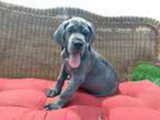 Great Dane Puppy for sale in Paint Lick, KY, USA