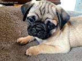 Pug Puppy for sale in Oakville, WA, USA
