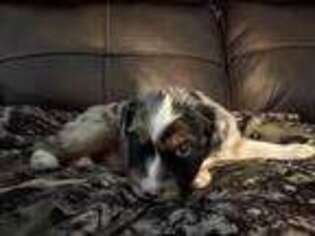 Australian Shepherd Puppy for sale in El Paso, TX, USA