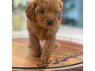 Cavapoo Puppy for sale in Charlestown, IN, USA