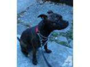Staffordshire Bull Terrier Puppy for sale in BRONX, NY, USA