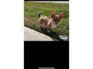 Pembroke Welsh Corgi Puppy for sale in Houston, TX, USA