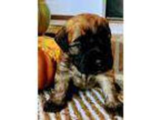 Soft Coated Wheaten Terrier Puppy for sale in Martinsville, IN, USA