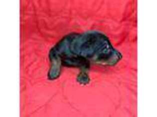 Doberman Pinscher Puppy for sale in Tampa, FL, USA