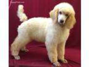 Mutt Puppy for sale in Waynesburg, PA, USA