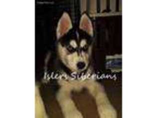 Siberian Husky Puppy for sale in Prospect, OH, USA