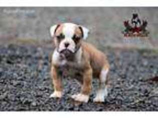 American Bulldog Puppy for sale in Vancouver, WA, USA