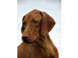 Vizsla Puppy for sale in Bowling Green, KY, USA
