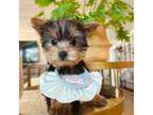 Yorkshire Terrier Puppy for sale in Rosemead, CA, USA