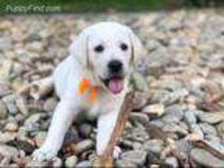 Labrador Retriever Puppy for sale in Statesville, NC, USA