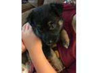 German Shepherd Dog Puppy for sale in Lakewood, OH, USA