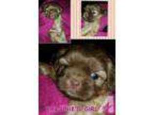 Mutt Puppy for sale in CASTROVILLE, TX, USA