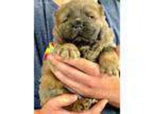 Chow Chow Puppy for sale in Miami, FL, USA