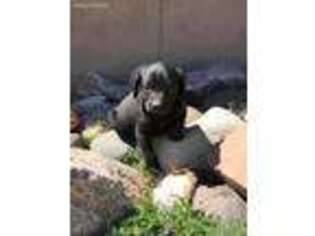 Labrador Retriever Puppy for sale in Craig, CO, USA