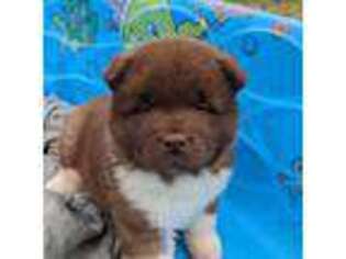 Akita Puppy for sale in Burlington, KY, USA