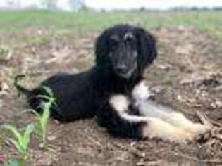 Afghan Hound Puppy for sale in Troy, TX, USA