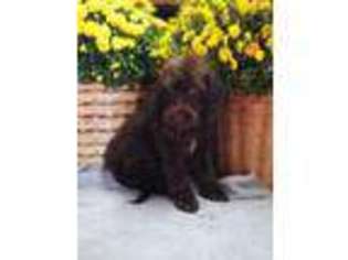 Labradoodle Puppy for sale in Liberty, KY, USA