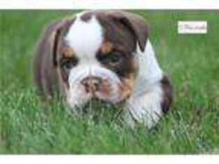 Beabull Puppy for sale in South Bend, IN, USA