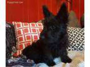 Scottish Terrier Puppy for sale in Rolla, MO, USA