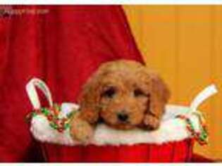 Goldendoodle Puppy for sale in Kinzers, PA, USA