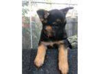 German Shepherd Dog Puppy for sale in Cleveland, OH, USA