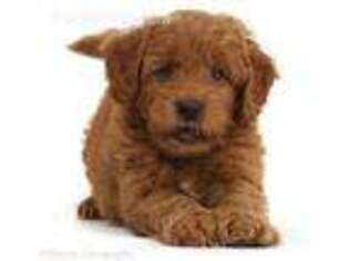 Goldendoodle Puppy for sale in Windsor, CO, USA