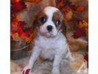 Cavalier King Charles Spaniel Puppy for sale in FINLEY, OK, USA