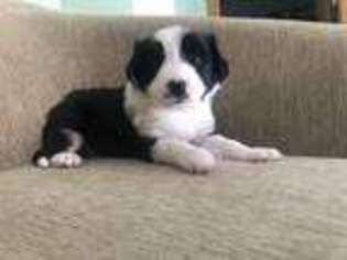 Border Collie Puppy for sale in Latrobe, PA, USA