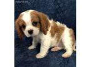Cavalier King Charles Spaniel Puppy for sale in Ladson, SC, USA