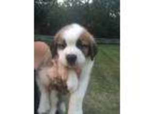Saint Bernard Puppy for sale in Atkinson, NE, USA