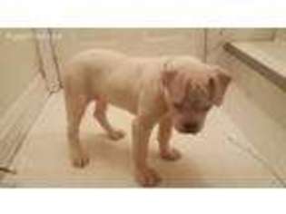 American Bulldog Puppy for sale in Cleveland, OH, USA