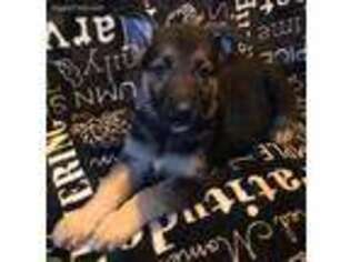 German Shepherd Dog Puppy for sale in East Lyme, CT, USA