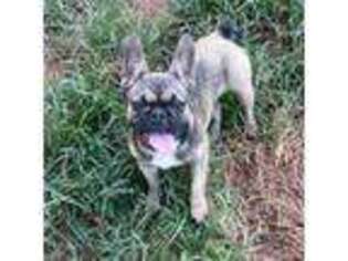 French Bulldog Puppy for sale in Starr, SC, USA
