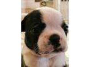 Boston Terrier Puppy for sale in Battle Ground, WA, USA