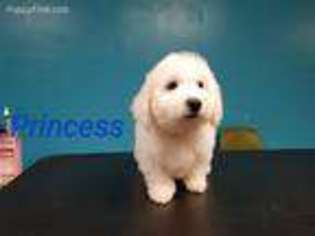 Bichon Frise Puppy for sale in Bay Saint Louis, MS, USA
