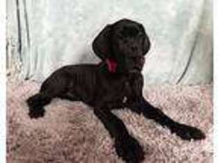 Great Dane Puppy for sale in Deer Park, WA, USA