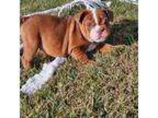 Bulldog Puppy for sale in Dayton, OH, USA