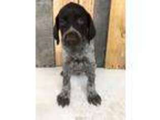 German Wirehaired Pointer Puppy for sale in Raymond, MN, USA