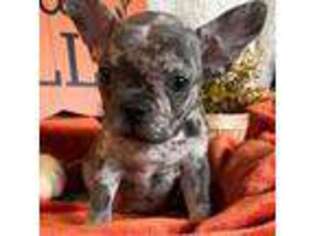 French Bulldog Puppy for sale in Clinton, MI, USA