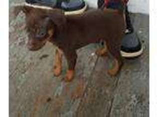 Miniature Pinscher Puppy for sale in Wallingford, CT, USA